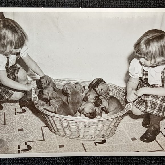 20% OFF Vintage Pet Photograph – Lucky-the-Boxer – c 1957 - Picture 4 of 7